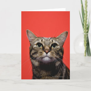 Japanese cat looking up card