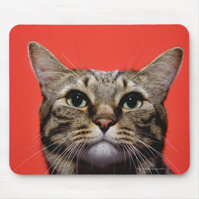 Japanese cat looking up mouse mat (Front)