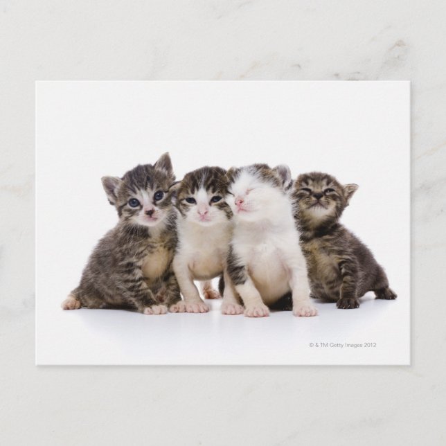 Japanese cat postcard (Front)