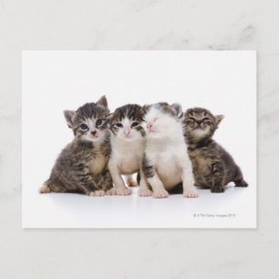 Japanese cat postcard