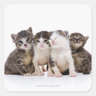 Japanese cat square sticker