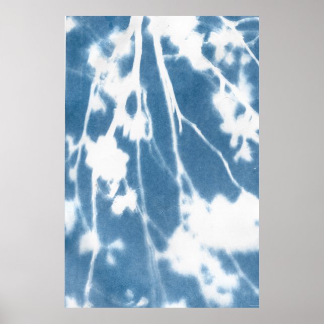 Japanese Cherry Bloom Cyanotype Poster (Front)