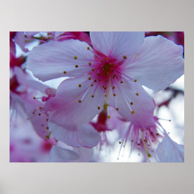 Japanese Cherry Blossom Poster (Front)