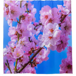 Japanese Cherry Blossoms 13    Shower Curtain