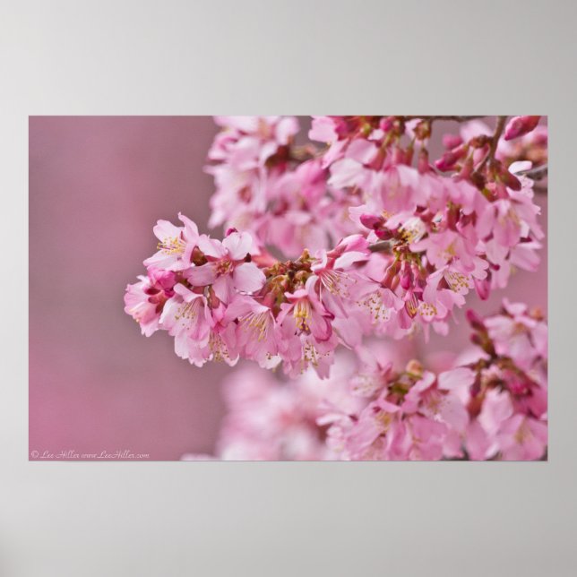 Japanese Cherry Blossoms Out On A Limb Poster (Front)