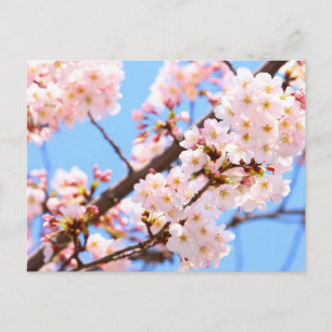 Japanese Cherry Blossoms Postcard