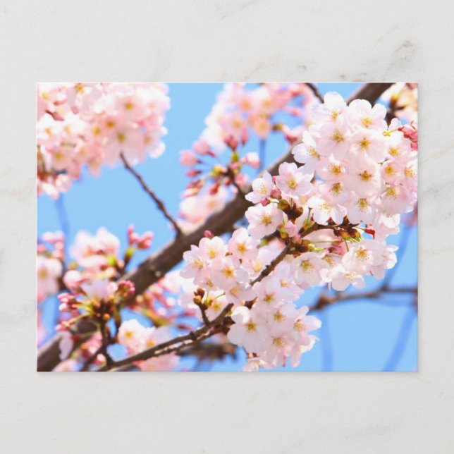 Japanese Cherry Blossoms Postcard (Front)