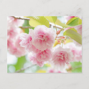 Japanese cherry blossoms postcard