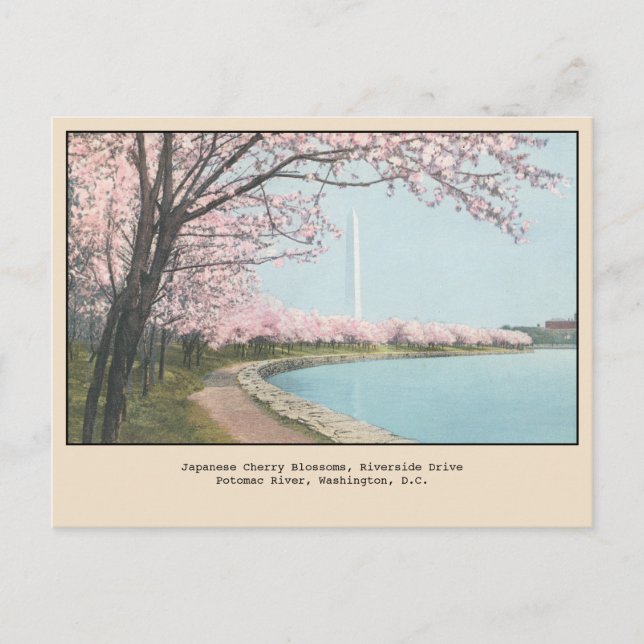 Japanese Cherry Blossoms Postcard Washington, DC (Front)