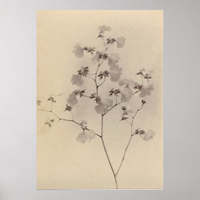 Japanese cherry blossoms poster (Front)