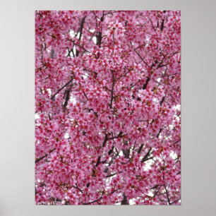 Japanese Cherry Blossoms Wall Poster
