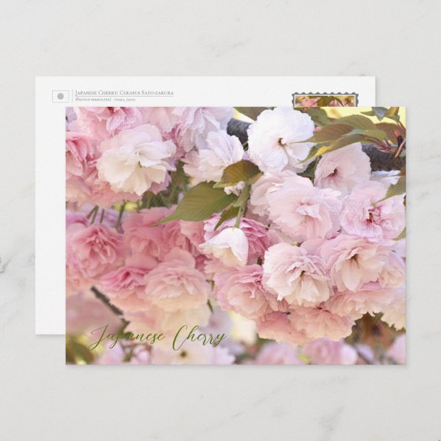 Japanese Cherry Postcard (Front/Back)