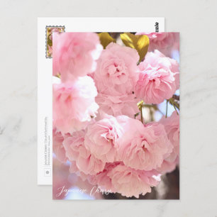Japanese Cherry Postcard