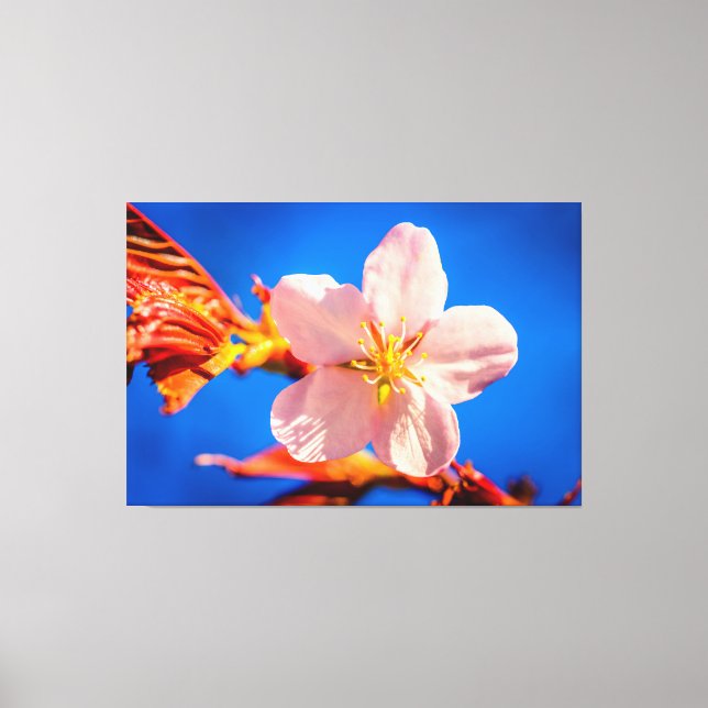 Japanese Cherry Sakura Flower Canvas Print (Front)
