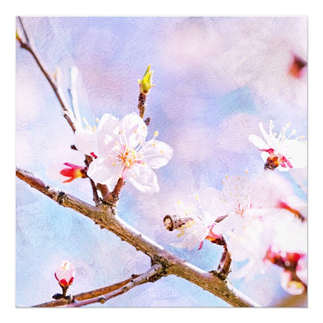 Japanese Cherry - Sakura In Bloom Photo Print (Front)
