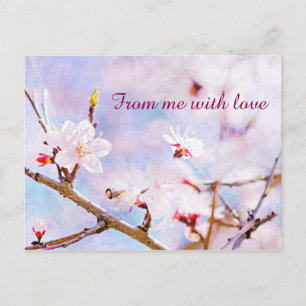 Japanese Cherry - Sakura In Bloom Postcard