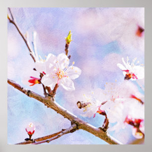 Japanese Cherry - Sakura In Bloom Poster