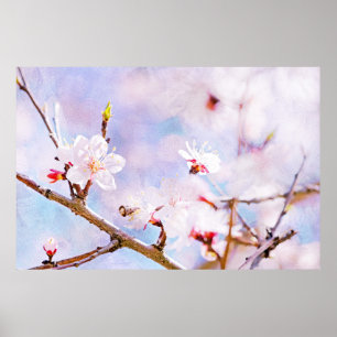 Japanese Cherry - Sakura In Bloom Poster