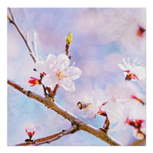 Japanese Cherry - Sakura In Bloom Poster