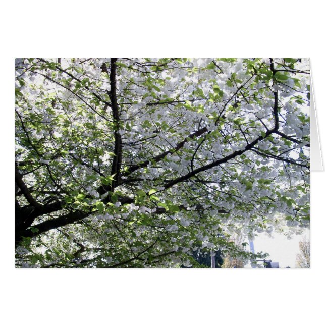 Japanese Cherry Tree Blank Card (Front Horizontal)