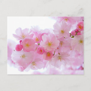 Japanese Cherry Tree Blossom Postcard