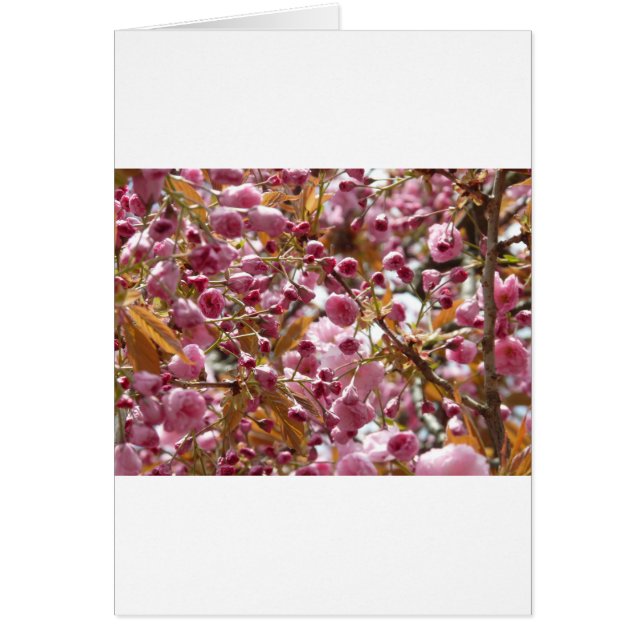 Japanese Cherry Trees (Front)