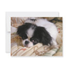 Japanese_chin puppy.png