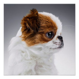 Japanese Chin Puppy Poster