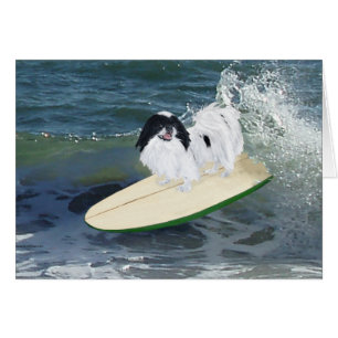 Japanese Chin Surfing