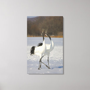 Japanese Cranes dancing on snow Canvas Print