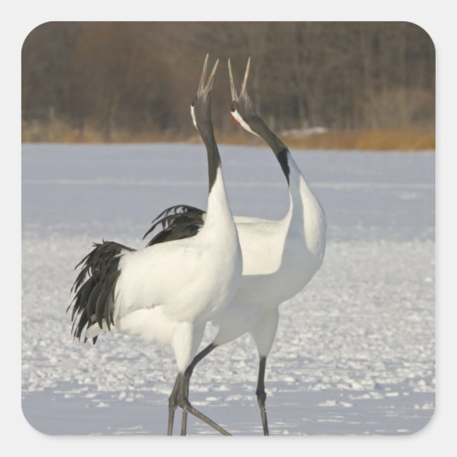 Japanese Cranes dancing on snow Square Sticker (Front)