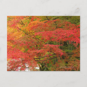 Japanese Fall Foliage Postcard