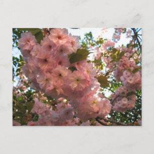 Japanese Flowering 2Cherry Postcard