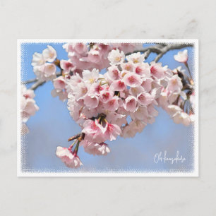Japanese Flowering Cherry Postcard