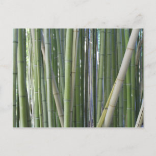 Japanese Garden in Fort Worth Texas # 89 Postcard