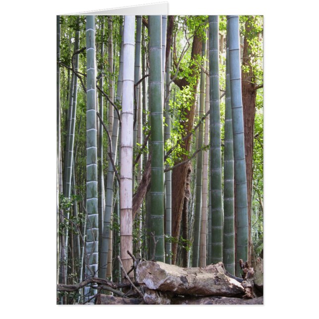 Japanese Giant Bamboo Forest, Sagano, Kyoto, Japan (Front)