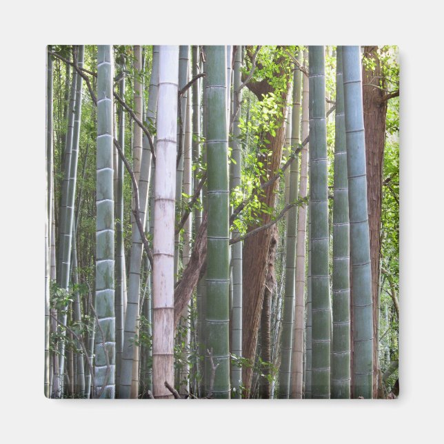 Japanese Giant Bamboo Forest, Sagano, Kyoto, Japan Magnet (Front)