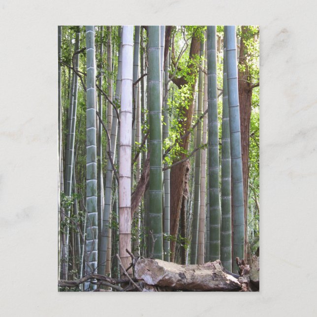 Japanese Giant Bamboo Forest, Sagano, Kyoto, Japan Postcard (Front)