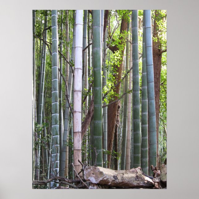 Japanese Giant Bamboo Forest, Sagano, Kyoto, Japan Poster (Front)