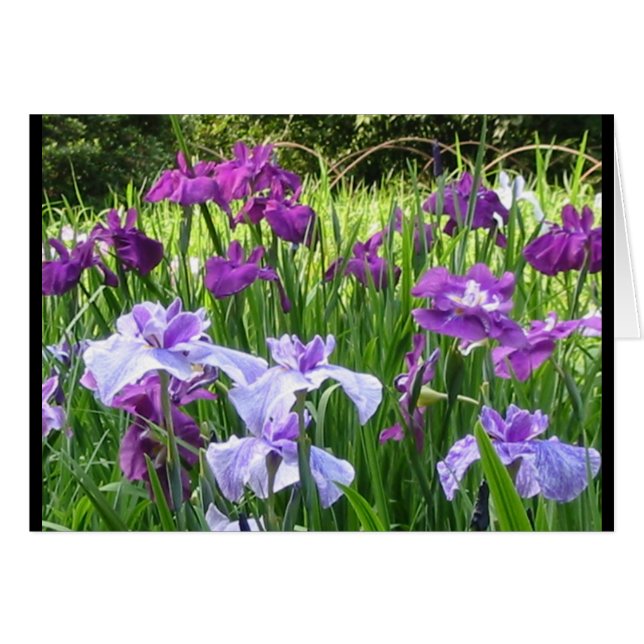 Japanese Iris (Front Horizontal)