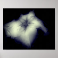 Japanese Iris Black And White High Contrast