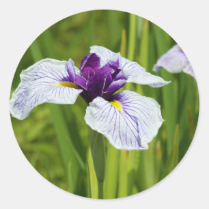 Japanese Iris Ensata Thunb Flowers Classic Round Sticker