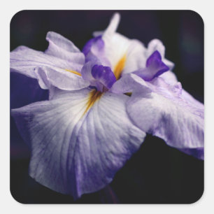 Japanese Iris Flower Beauty  Square Sticker