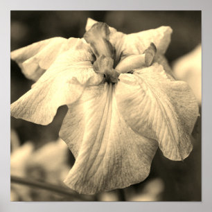 Japanese Iris Flower Close Up Sepia Tint Poster