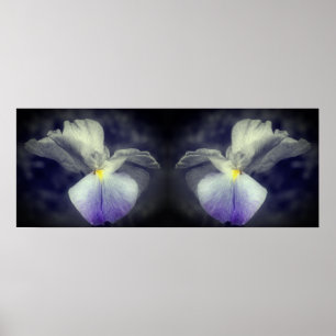 Japanese Iris Flower Partial Colour Mirror Abstrac Poster