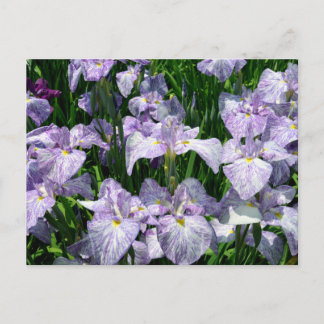 Japanese Iris: Horikiri, Tokyo Postcard