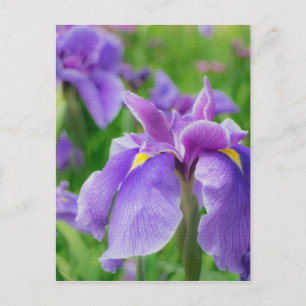 Japanese iris postcard