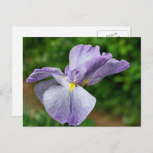 Japanese Iris Unfolding Flower Photography Postcard (Front/Back)