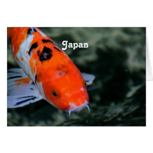 Japanese Koi