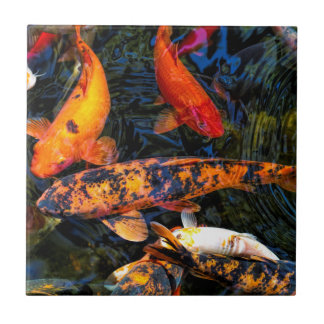 Japanese Koi - Cyprinus carpio haematopterus Tile